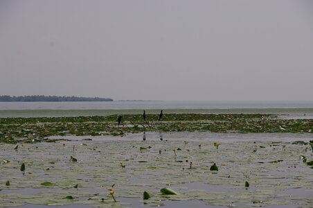 Fresh-water nymphaeid vegetation