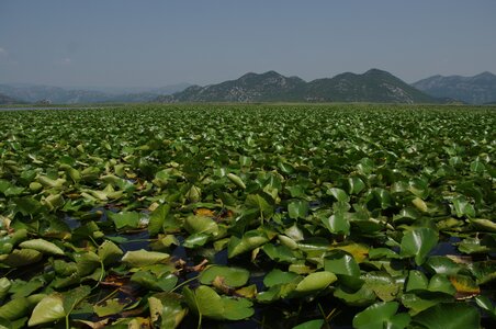 Fresh-water nymphaeid vegetation