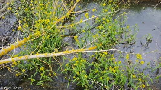 Eleocharito palustris-Sagittarion sagittifoliae