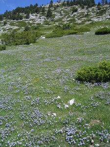 Iberian oromediterranean basiphilous dry grassland