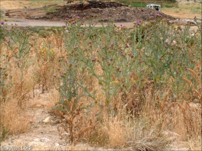 Artemisietea vulgaris
