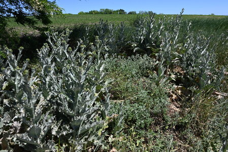 Dry perennial anthropogenic herbaceous vegetation
