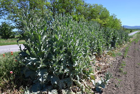 Dry perennial anthropogenic herbaceous vegetation