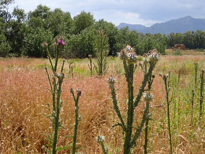 Carthametalia lanati