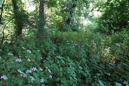 Alnus glutinosa-Alnus incana forest on riparian and mineral soils