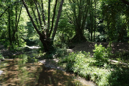 Alnus glutinosa-Alnus incana forest on riparian and mineral soils