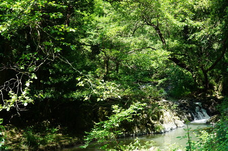 Alnus glutinosa-Alnus incana forest on riparian and mineral soils