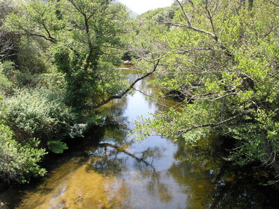 Alnus glutinosa-Alnus incana forest on riparian and mineral soils