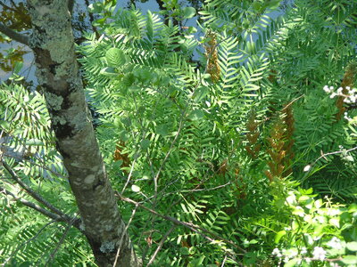 Alnus glutinosa-Alnus incana forest on riparian and mineral soils