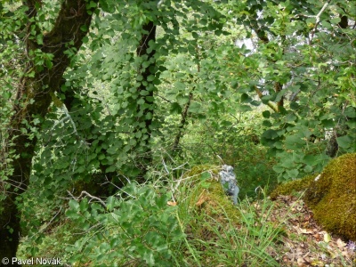 Ostryo carpinifoliae-Tilion platyphylli