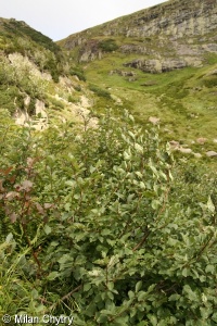 Pado borealis-Sorbetum aucupariae
