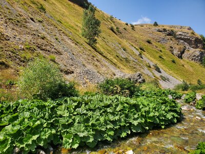 Arabido alpinae-Petasitetalia paradoxi