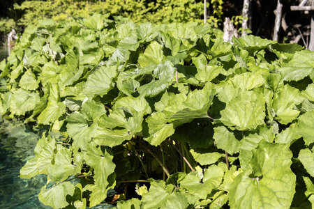 Petasition officinalis