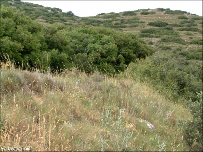 Mediterranean tall perennial dry grassland