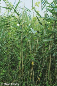 Phragmitetum australis