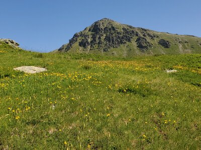 Seslerietalia comosae