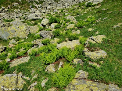 Androsacetalia alpinae