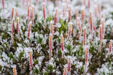 Polytrichetalia piliferi