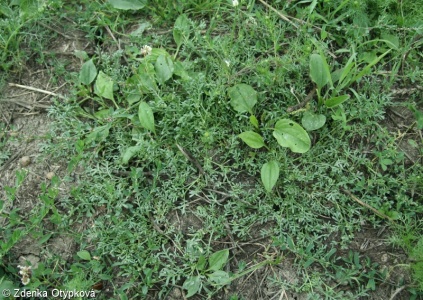Poo annuae-Coronopodetum squamati