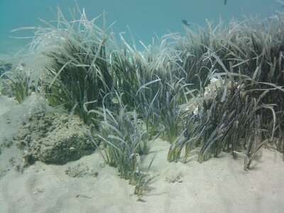 Posidonion oceanicae