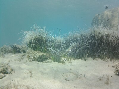 Posidonion oceanicae