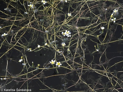 Potamo perfoliati-Ranunculetum circinati