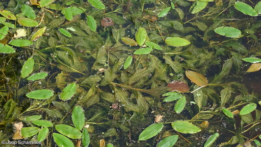Fresh-water submerged vegetation