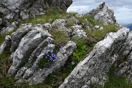 Potentilletalia caulescentis