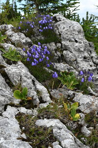 Potentilletalia caulescentis