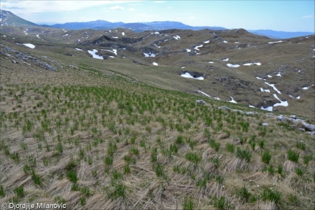 Temperate acidophilous alpine grassland