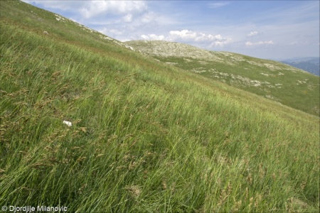 Alpine and subalpine grasslands 