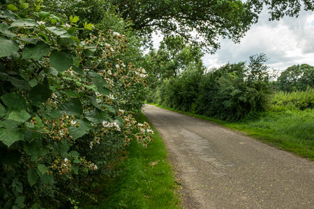 Pruno-Rubion radulae