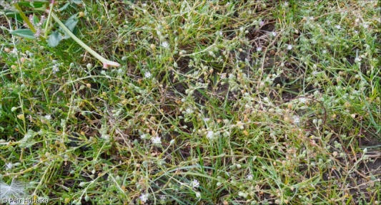 Puccinellietum limosae