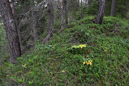 Erico-Pinetalia