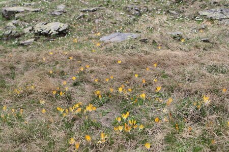 Snow-bed vegetation