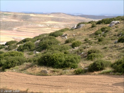 Mediterranean maquis and arborescent matorral