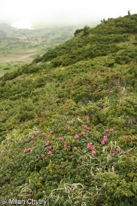 Rhododendrion myrtifolii