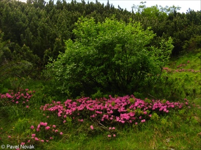 Rhododendro ferruginei-Vaccinietalia
