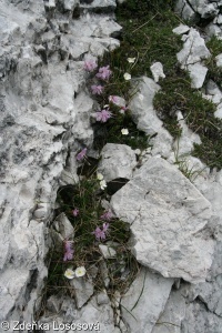 Rhododendro hirsuti-Ericetea carneae