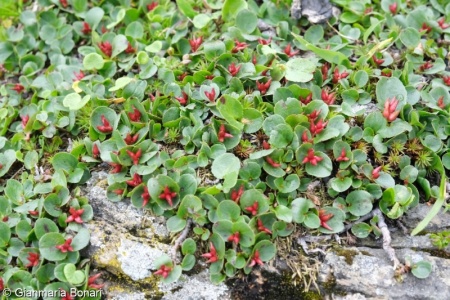Salicetea herbaceae