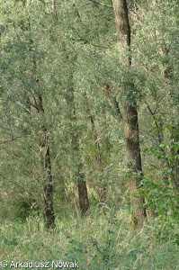 Forests and other wooded land