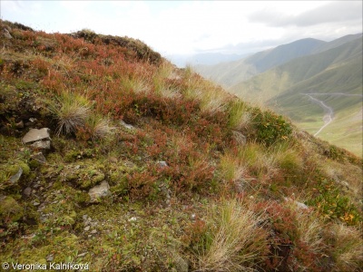 Alpine and subalpine ericoid heath