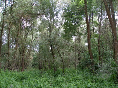 Temperate Salix and Populus riparian forest