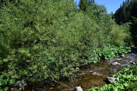 Salicetalia purpureae