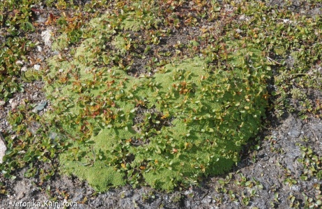 Salicetalia herbaceae