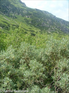 Alnetalia viridis