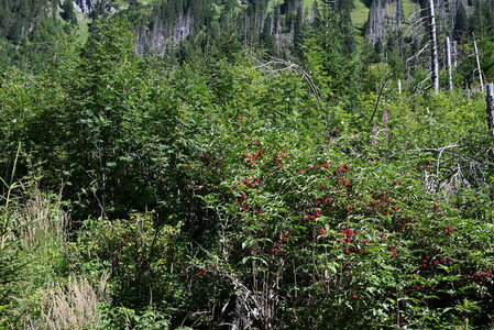 Sambucetalia racemosae