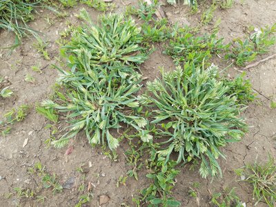 Artificial grasslands and herb-dominated habitats