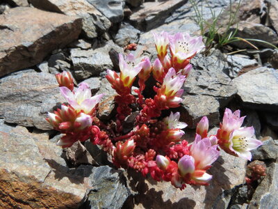 Snow-bed vegetation