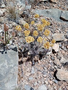 Sedion micrantho-sediformis